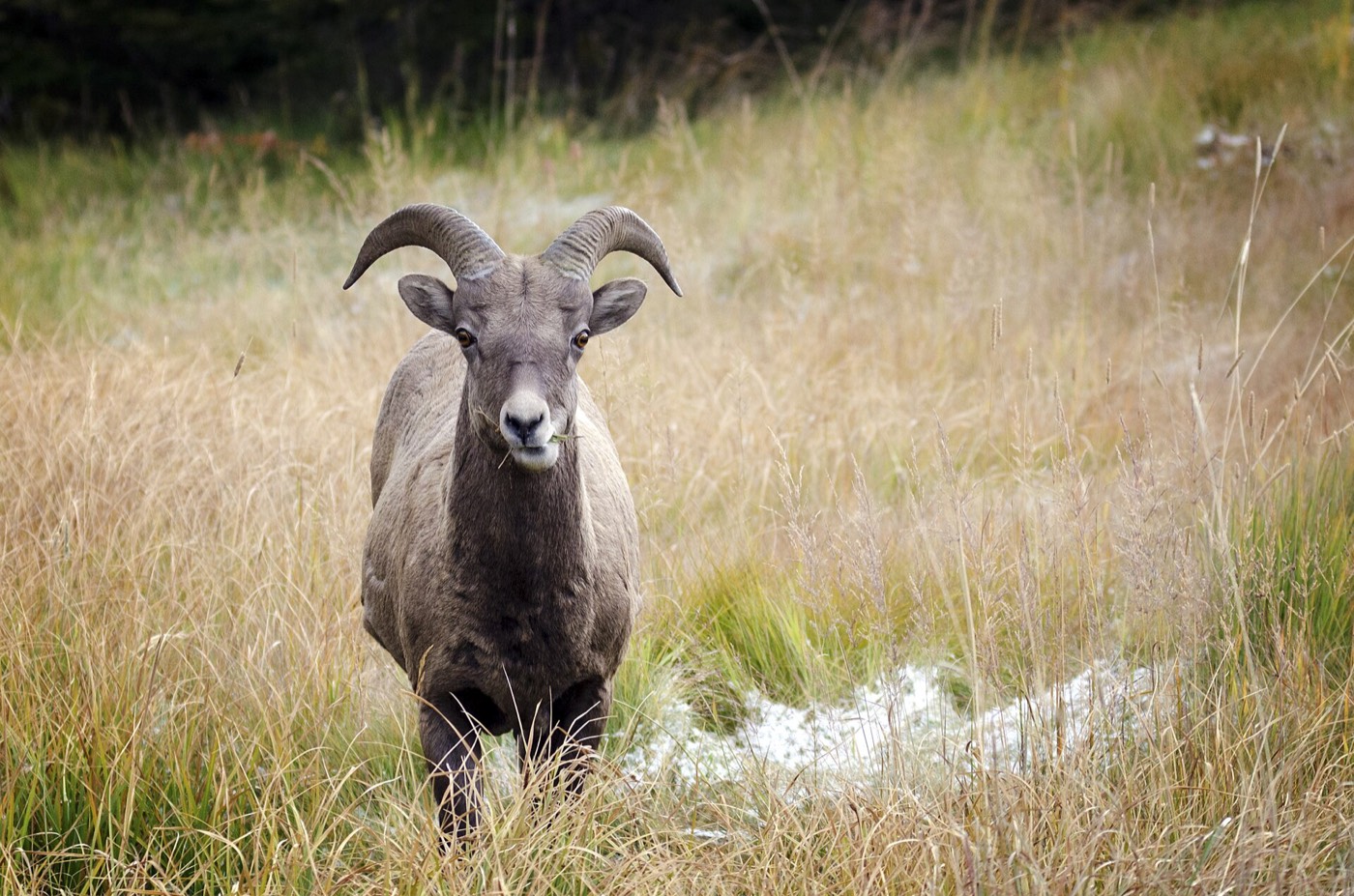 Bighorn sheep, Kananaskis — Wildlife, Calgary area