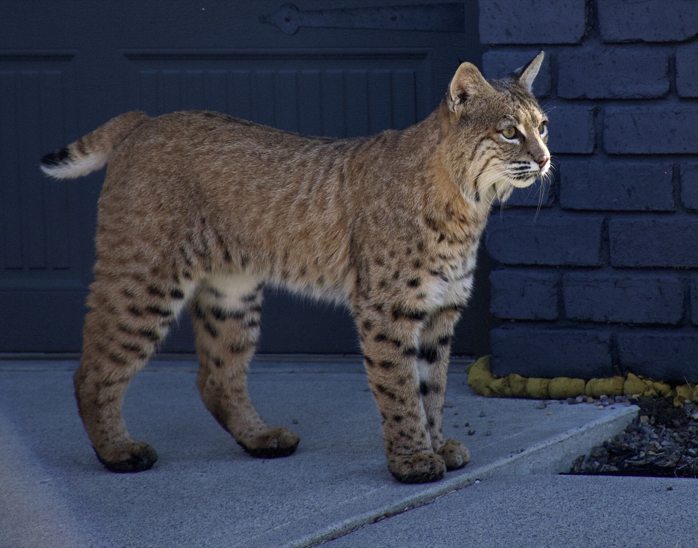 Bobcat, southeast Calgary — Wildlife, Calgary area
