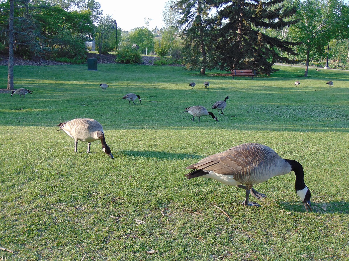 Canada goose, Calgary