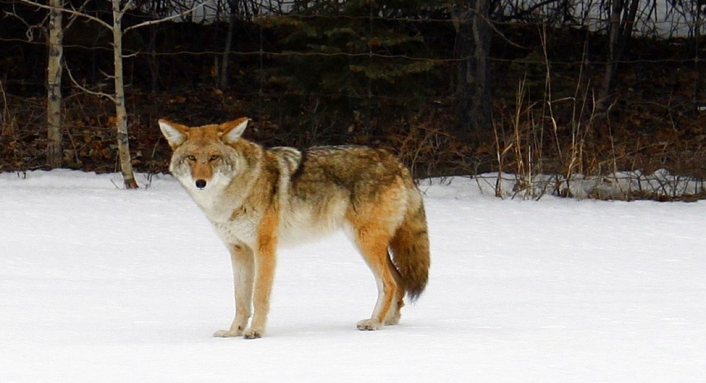 Coyote, Alberta