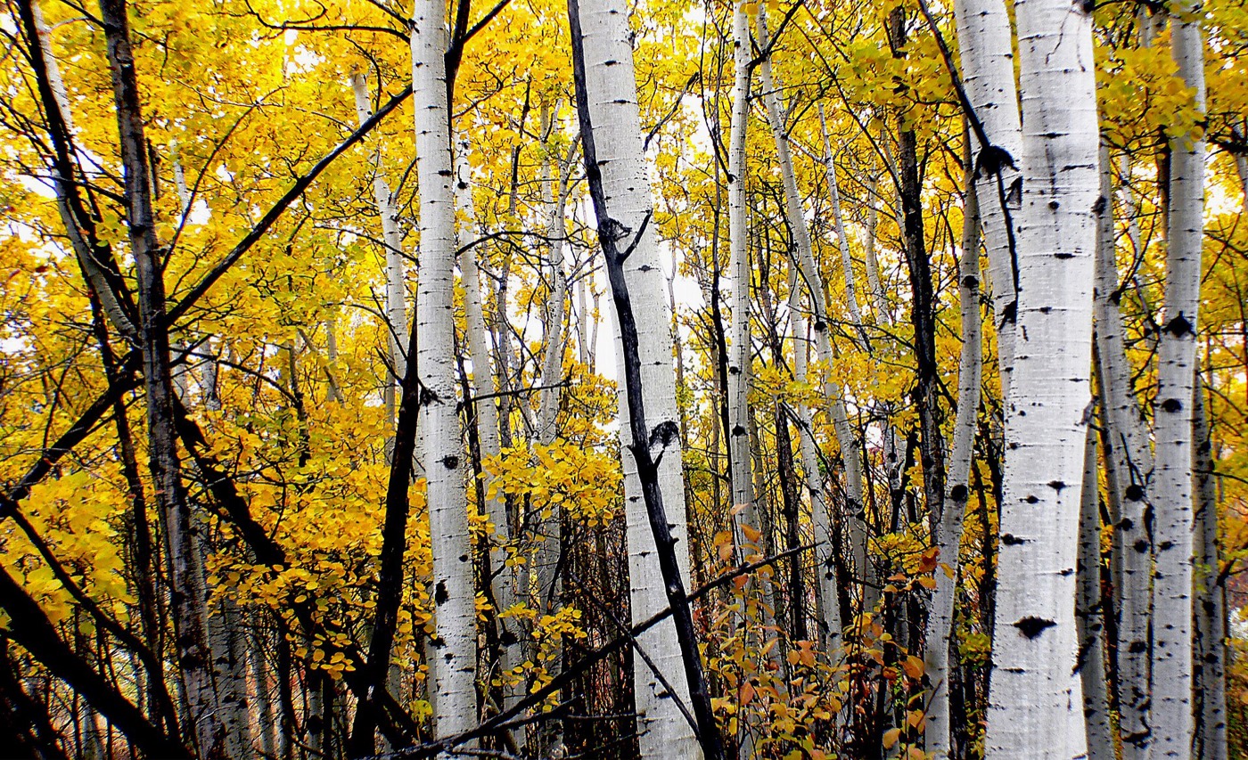 Aspens in October