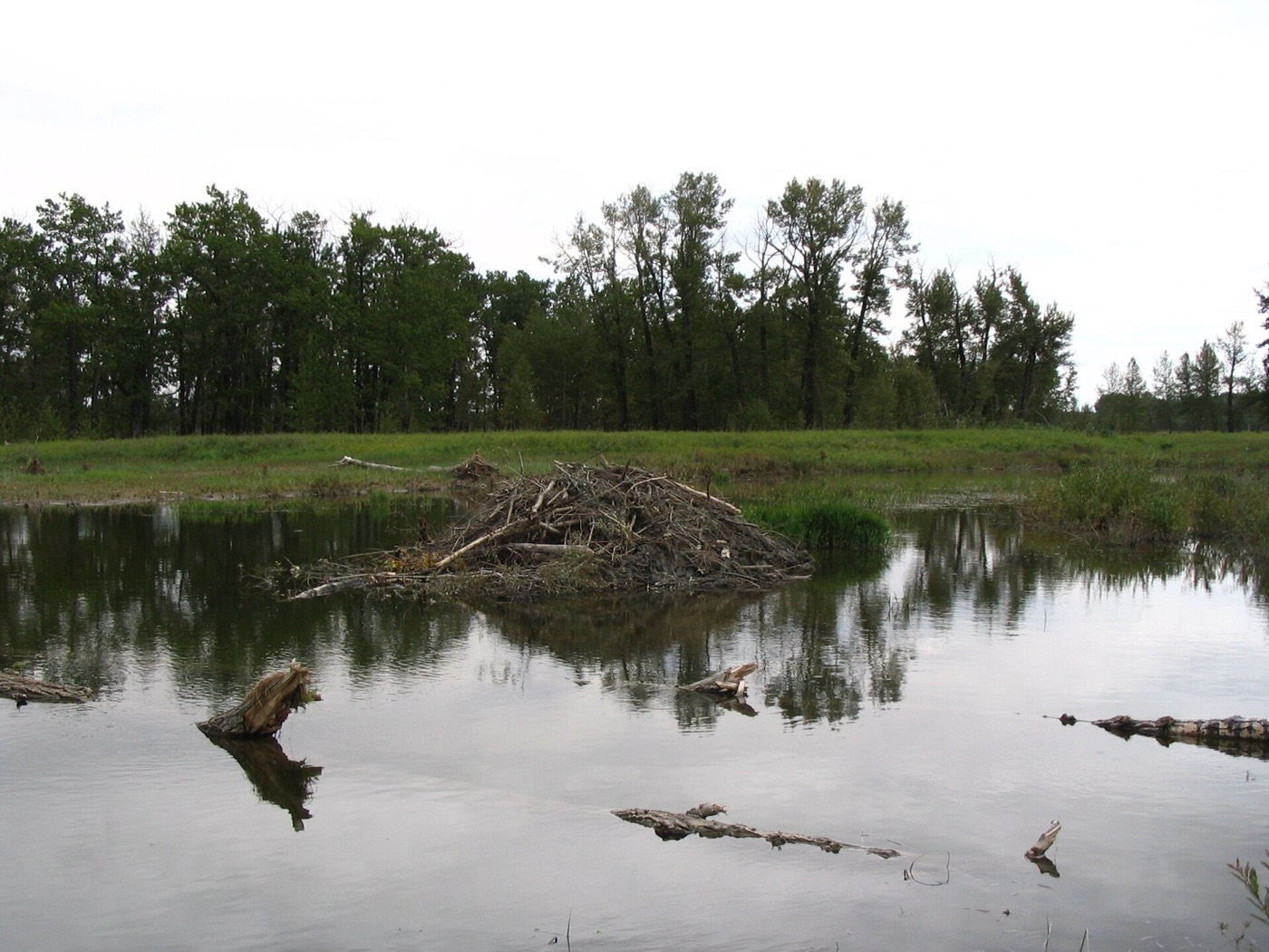 Beaver lodge, Fish Creek