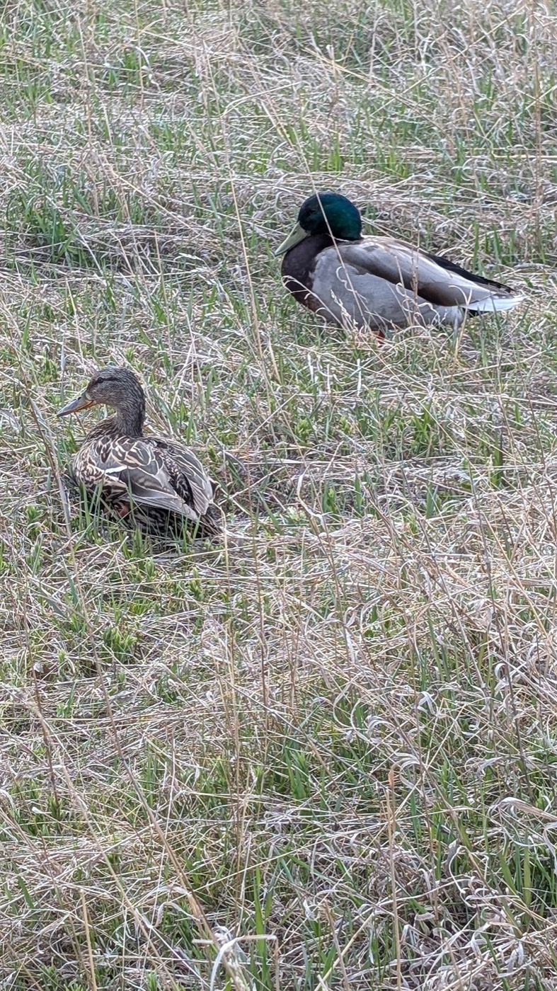 Ducks, Fish Creek Park — Wildlife, Calgary area