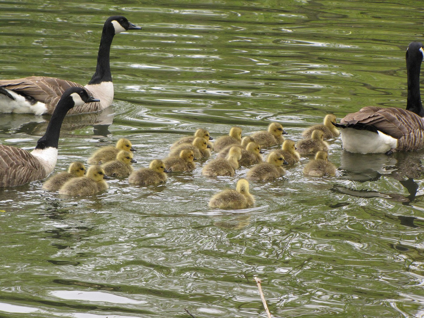 Geese and goslings, Calgary