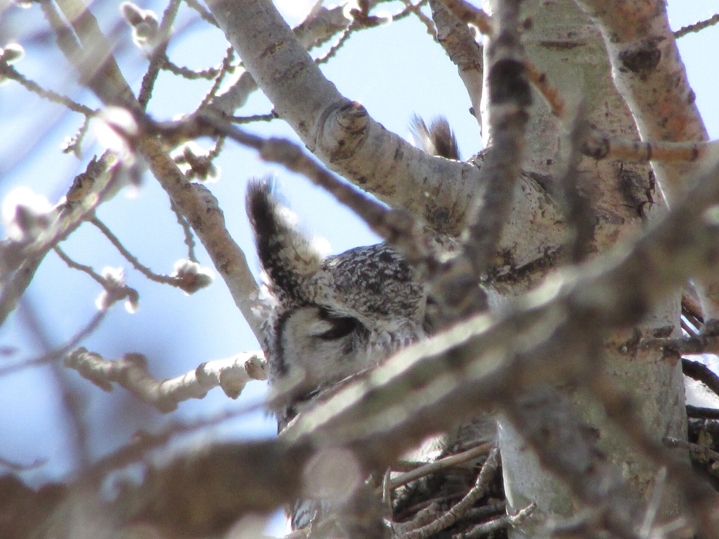 Great horned owl — Wildlife, Calgary area