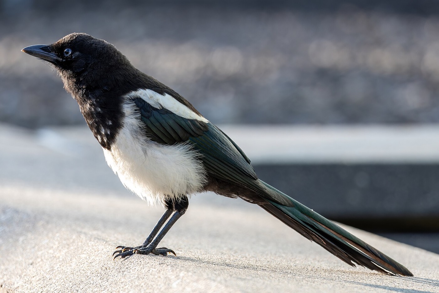 Black-billed magpie, Calgary