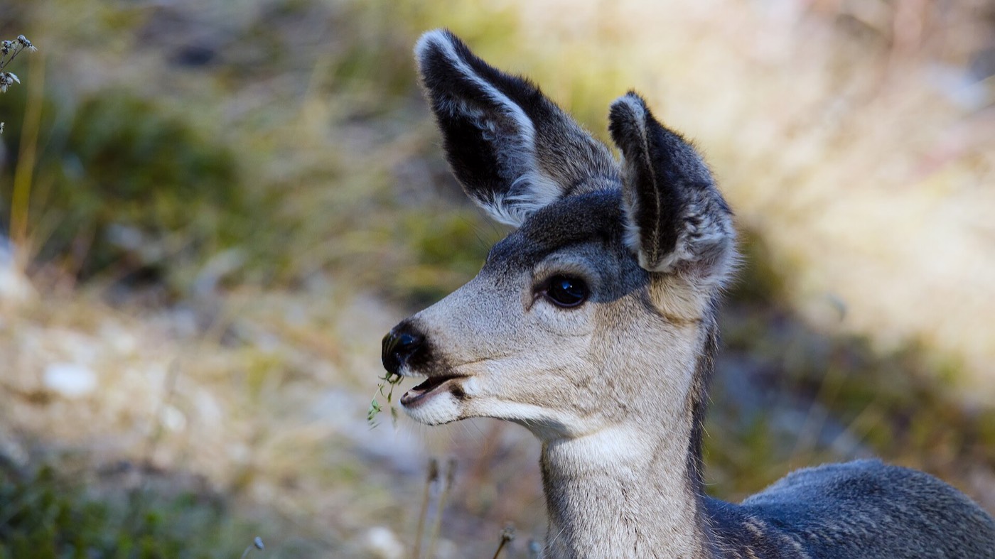 Mule deer — Wildlife, Calgary area